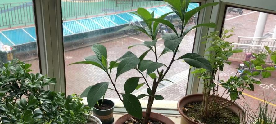 南非叶苗室内种植可行吗？需要注意哪些事项？