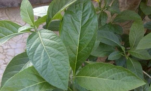 南非叶苗室内种植可行吗？需要注意哪些事项？