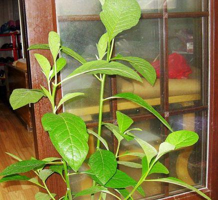 南非叶苗室内种植可行吗？需要注意哪些事项？