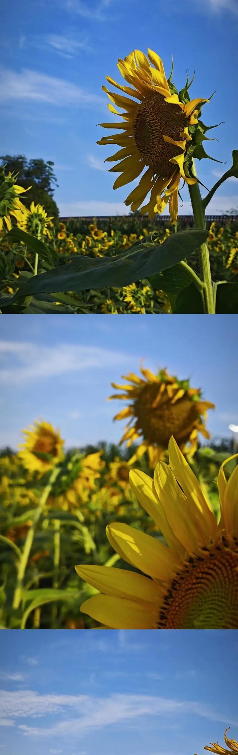 蓝色太阳花的花语有何特别之处？