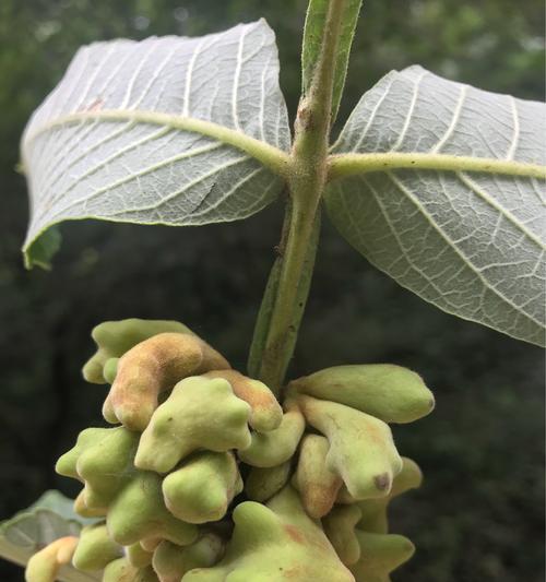 白竺的花语代表了什么含义？