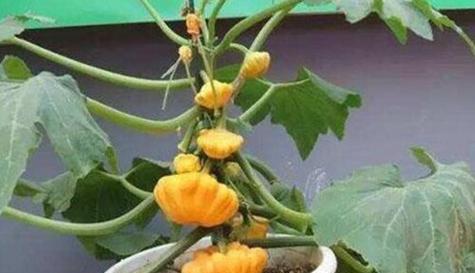南瓜长什么样子？如何辨别不同品种的南瓜？