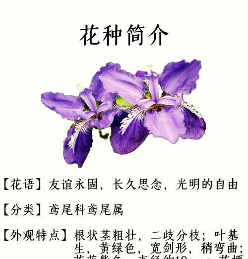 蓝色妖姬长安的花语是什么？蓝色妖姬长安花语有何含义？