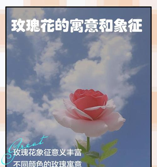橡皮玫瑰的花语是什么？这种花代表了什么样的情感？
