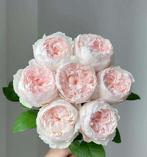 橡皮玫瑰的花语是什么？这种花代表了什么样的情感？