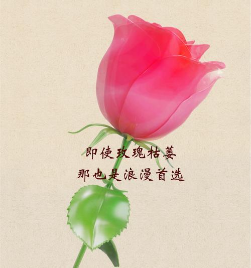 顺墙爬的玫瑰是什么花语？它代表了什么？