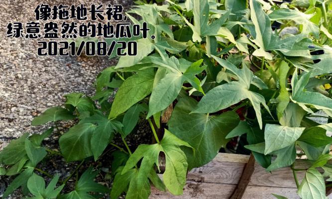地瓜藤的花语是什么？地瓜藤象征着什么？