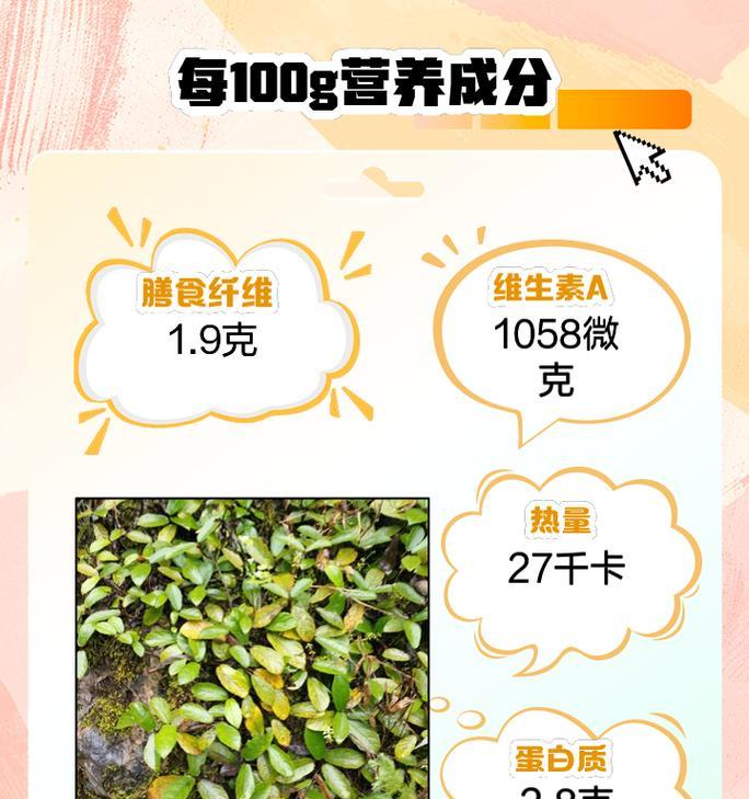 地瓜藤的花语是什么？地瓜藤象征着什么？