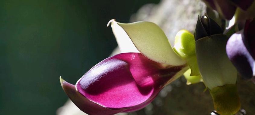 自律的花语是哪种花？它代表了什么？