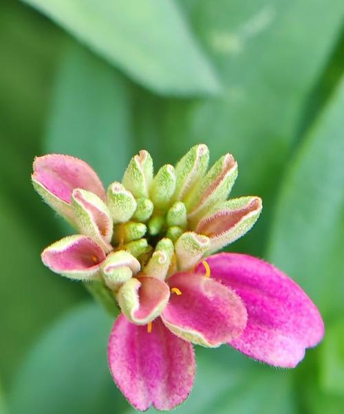自律的花语是哪种花？它代表了什么？