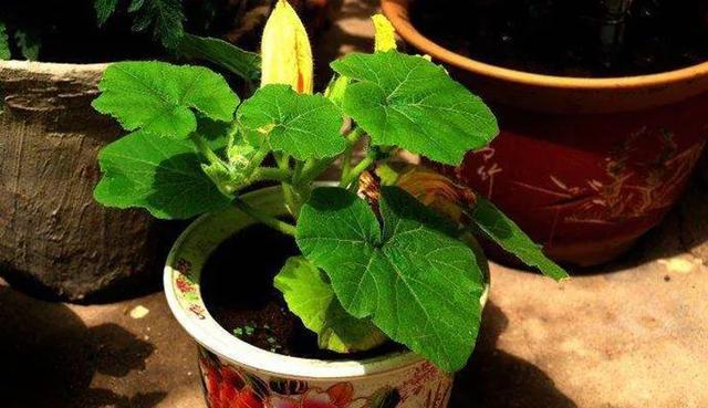 南瓜怎么种？最佳种植时间是什么时候？