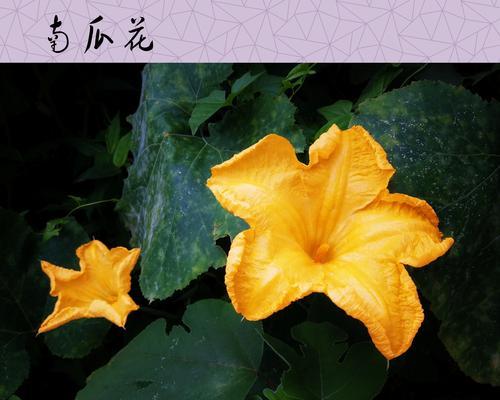 南瓜多久开花一次？如何养护以促进开花周期？
