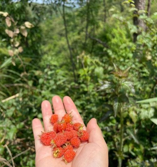 草莓花语有哪些？不同颜色代表什么？