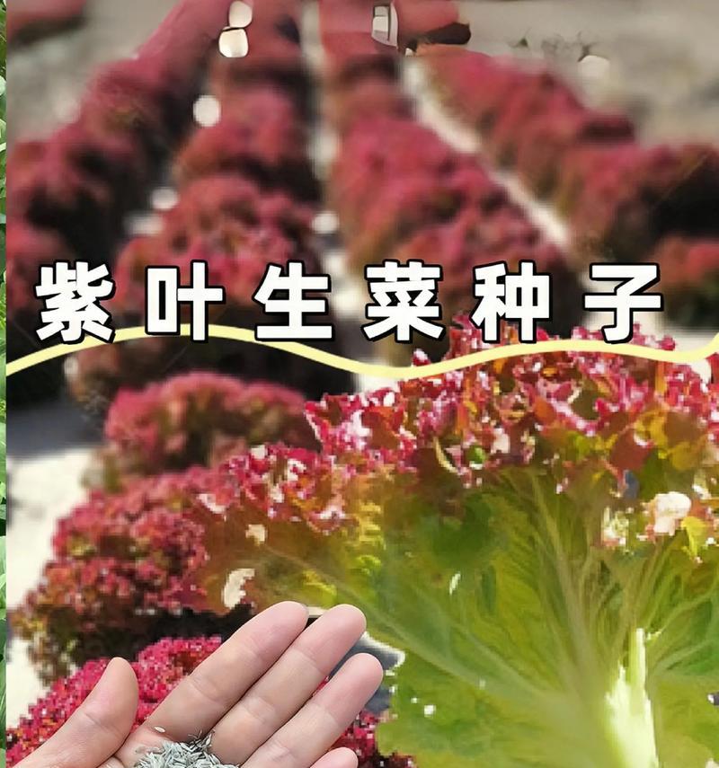 紫生菜的花语代表了什么？