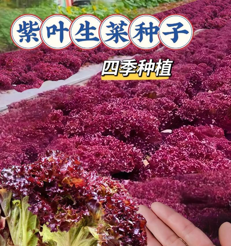 紫生菜的花语代表了什么？