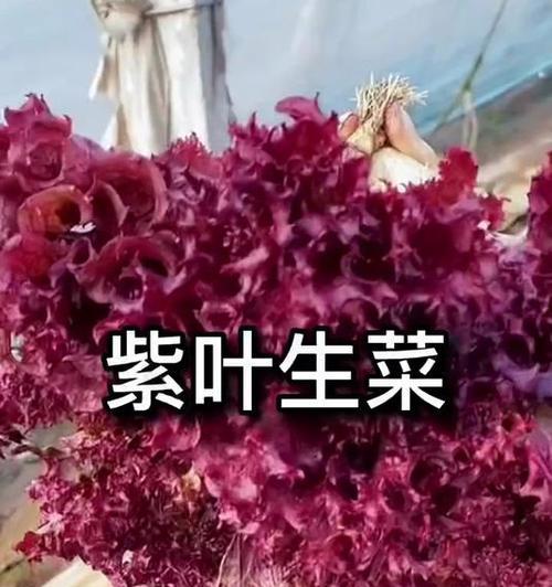 紫生菜的花语代表了什么？