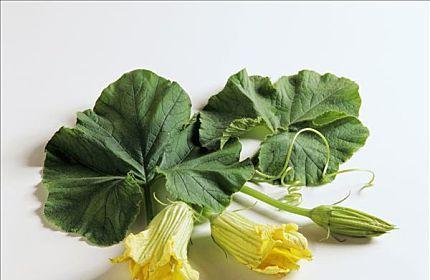南瓜多久开花一次？如何促进南瓜开花结果？