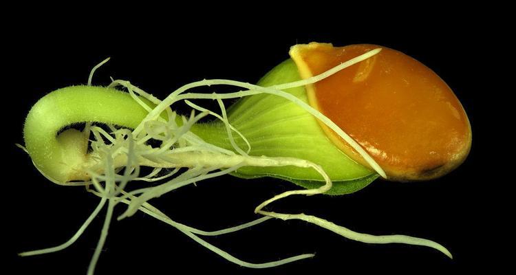 南瓜发芽了还能食用吗？发芽南瓜的安全性解析？