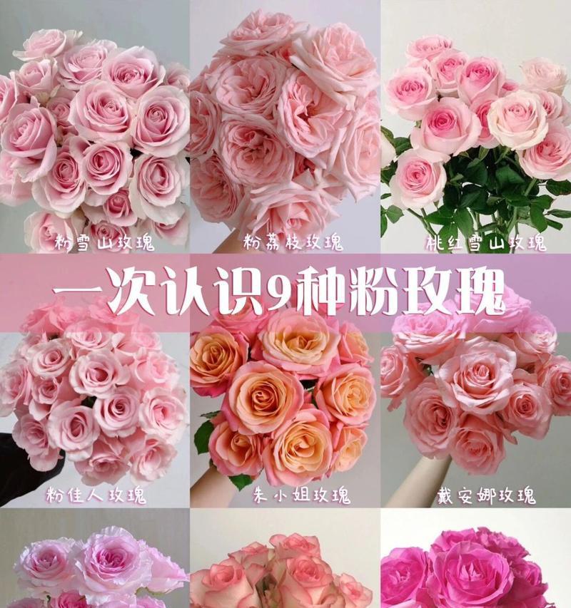 玫瑰花的花语对女孩有何启示？