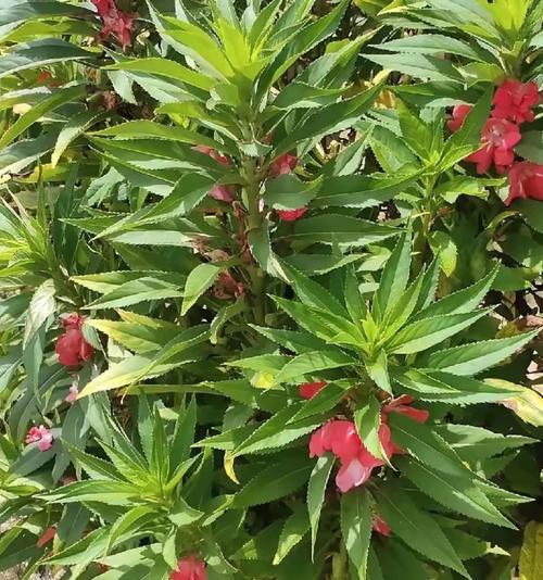 未见过的花语代表什么含义？