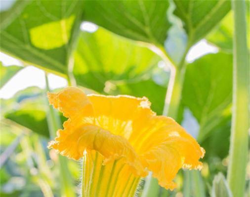 南瓜花可以吃吗？食用南瓜花的正确方法是什么？