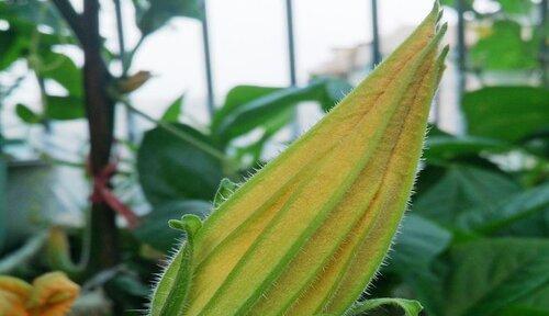 南瓜花可以吃吗？食用南瓜花的正确方法是什么？