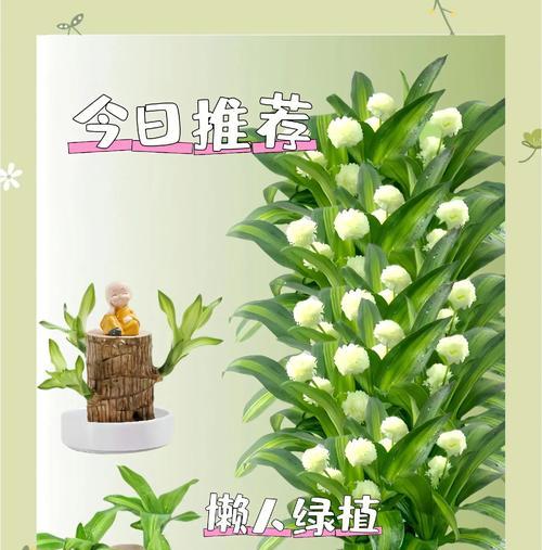 巴西豆花语有何特别之处？代表什么？