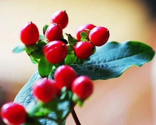巴西豆花语有何特别之处？代表什么？
