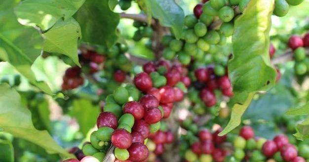 巴西豆花语有何特别之处？代表什么？