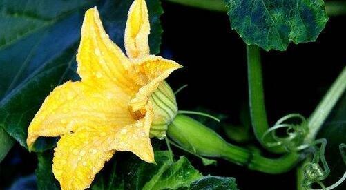 南瓜花是单性花还是双性花？如何区分和了解其特性？