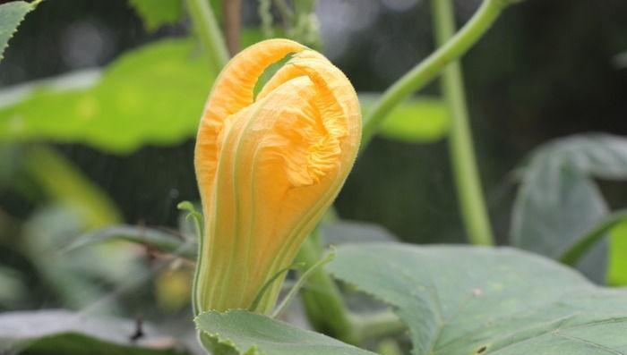 南瓜花是单性花还是双性花？如何区分和了解其特性？