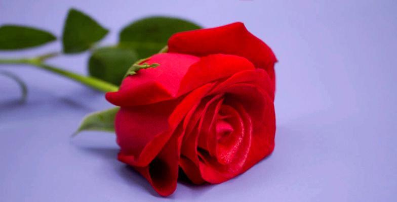 丈母娘送玫瑰花有何深意？不同颜色的玫瑰花代表什么？