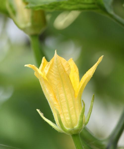 南瓜花是单性花吗？它的繁殖特性是什么？
