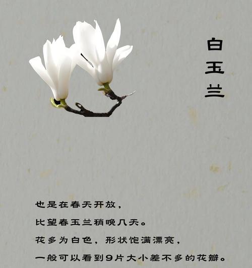 玫瑰与玉兰的花语有何不同？