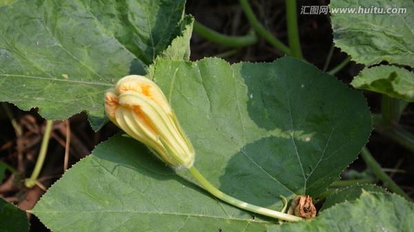 南瓜花授粉时间是什么时候？授粉方式方法有哪些？