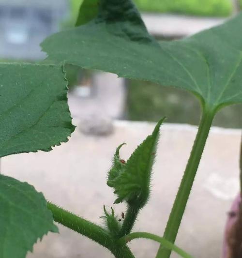 南瓜花叶病症状是什么？如何有效防治？