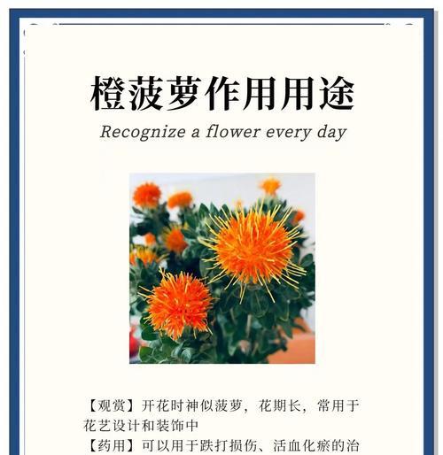 送医生时应该写什么样的花语？哪种花语最合适？