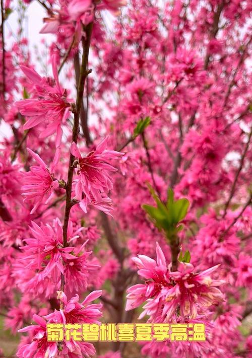 洒金碧桃的花语是什么意思？它代表了什么？