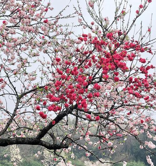 洒金碧桃的花语是什么意思？它代表了什么？