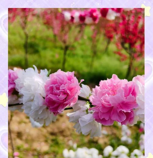 洒金碧桃的花语是什么意思？它代表了什么？