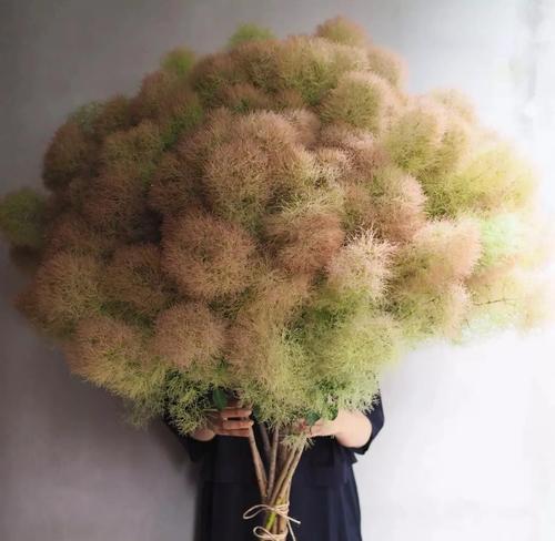 烟叶子的花语代表什么？有何深意？