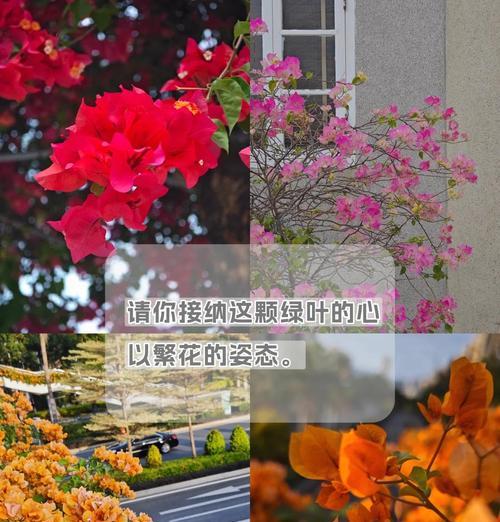 烟叶子的花语代表什么？有何深意？