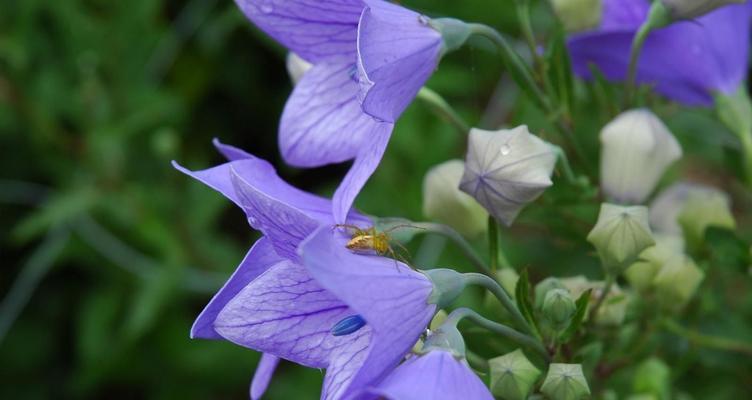 六束桔梗花代表什么？它们的花语有何特别之处？