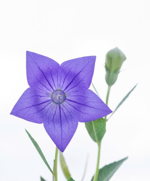 六束桔梗花代表什么？它们的花语有何特别之处？