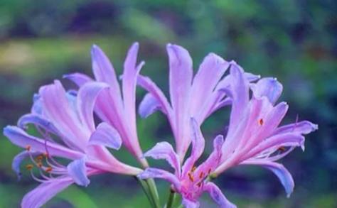 紫色花语通常代表什么意义？象征着什么？