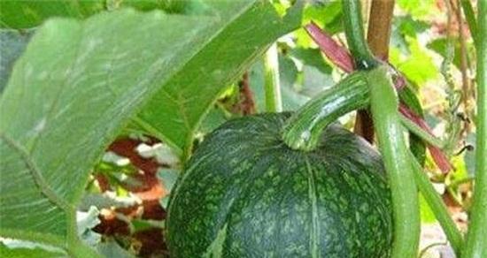 南瓜几月份种植最合适？最佳种植时间是什么时候？