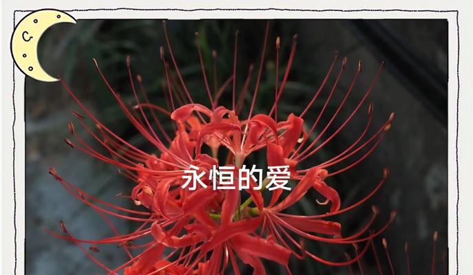 哪种花的花语代表永恒？永恒的花语有哪些？