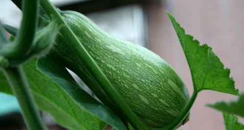 南瓜几月开花结果？什么时候开花结果？