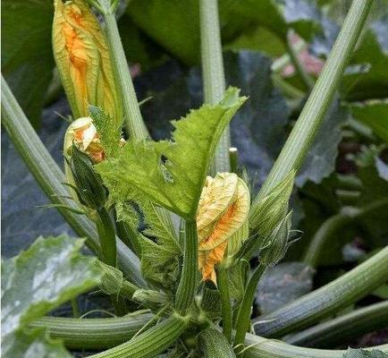 南瓜开花不结果怎么办？如何提高南瓜的坐果率？
