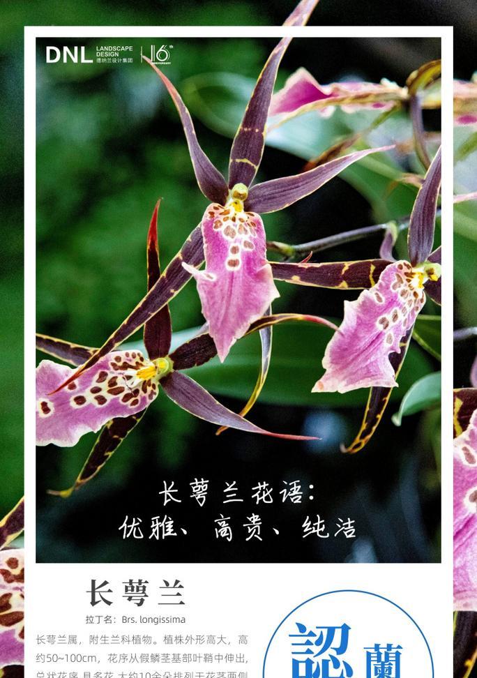 白紫兰花的花语与寓意是什么？白紫兰花代表了哪些美好寓意？